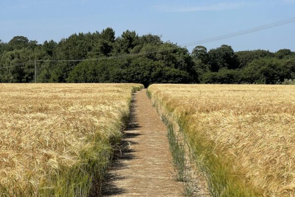 Path across a cornfield
